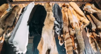 Zvířecí kožešiny. liška, mýval, vlk, bobr, norek, nutrie zavěšené po zpracování