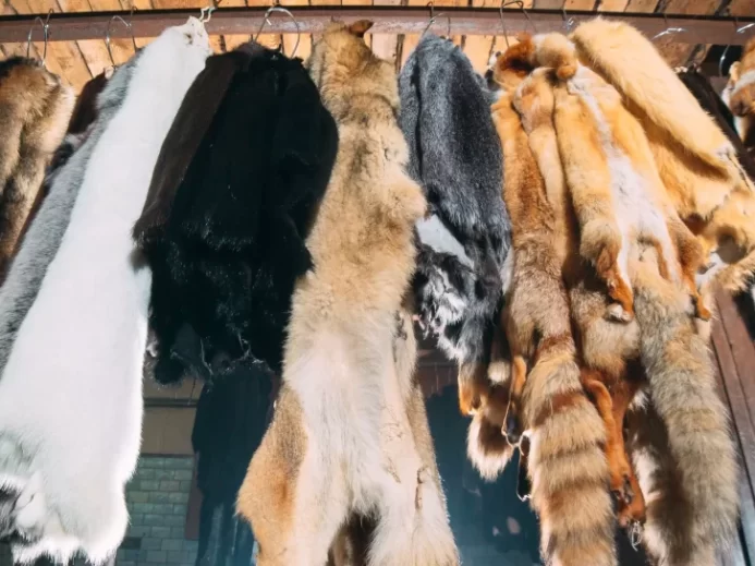 Zvířecí kožešiny. liška, mýval, vlk, bobr, norek, nutrie zavěšené po zpracování