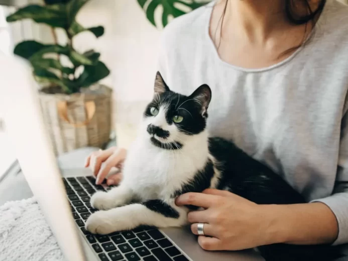 Kočka a laptop