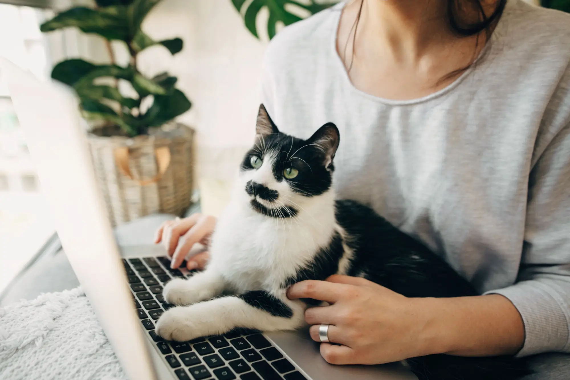 Kočka a laptop