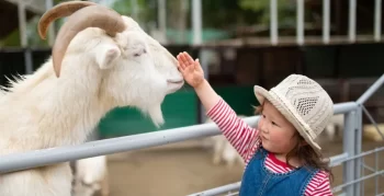 Jak se vhodně dotýkat zvířat platí zejména pro děti.