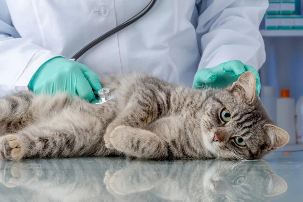 Dnešní technologie změnily tvář veterinární medicíny. - NeposlušnéTlapky Dnešní technologie změnily tvář veterinární medicíny.