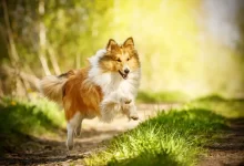 Lassie okouzlila děti i dospělé