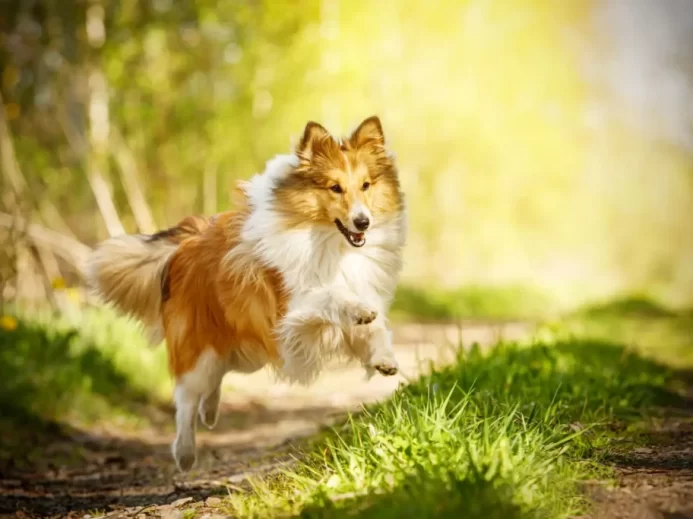 Lassie okouzlila děti i dospělé