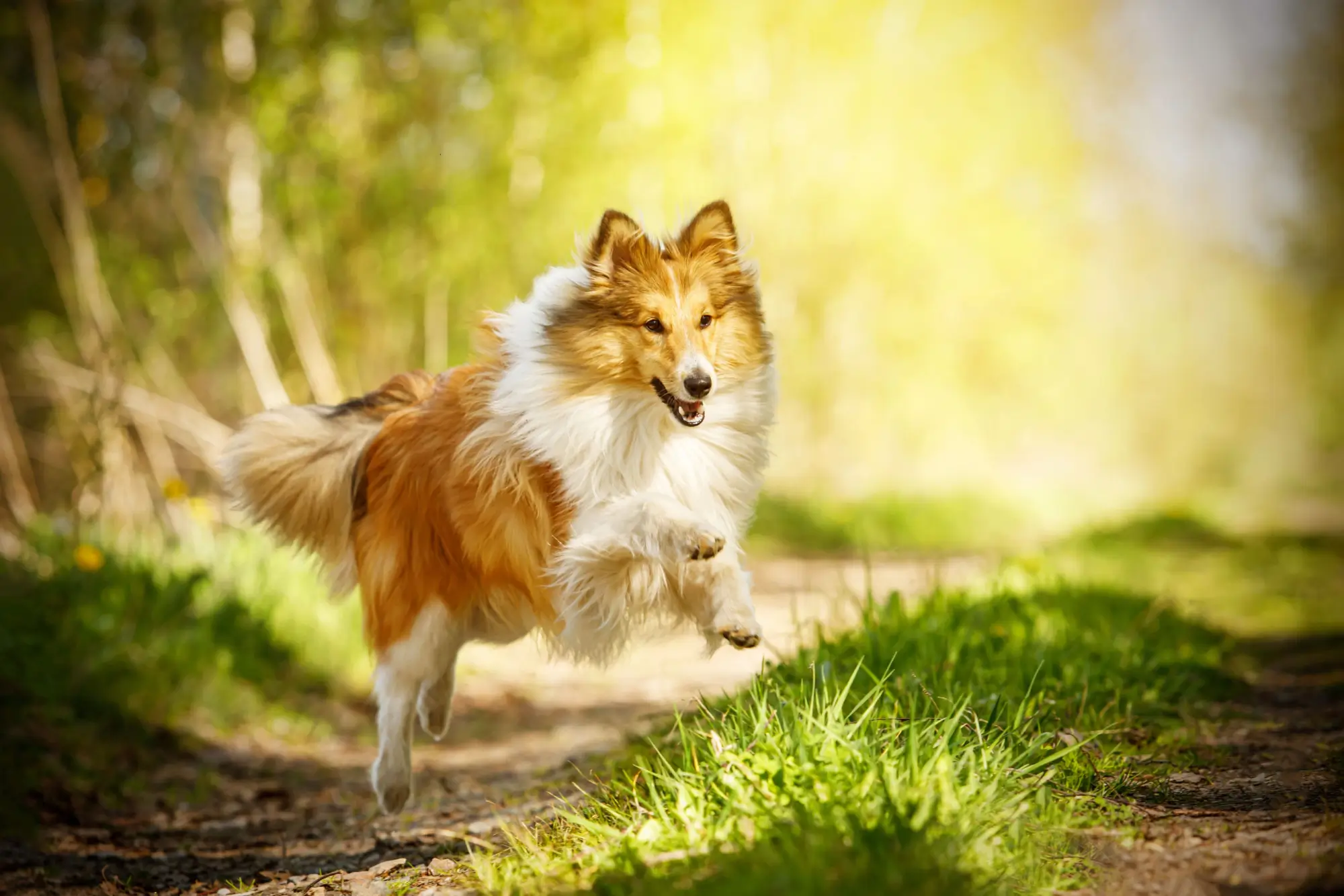 Lassie okouzlila děti i dospělé
