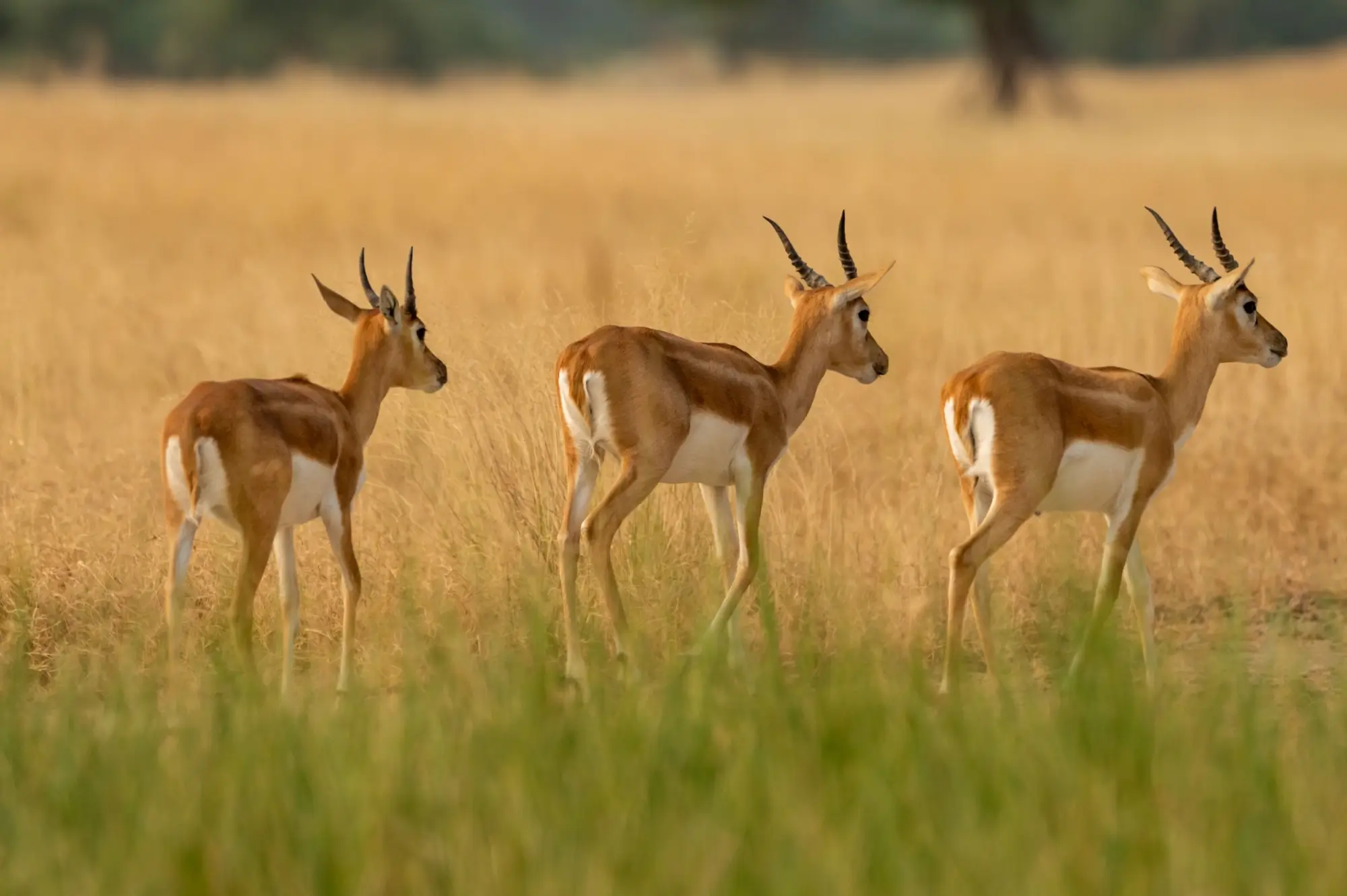 - NeposlušnéTlapky Antilopy v savane