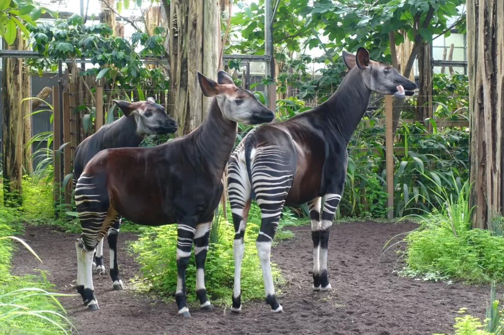 - NeposlušnéTlapky Stádo okapi
