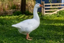 Samostatná bílá husa stojící na zelené trávě poblíž dřevěného plotu