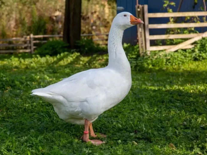 Samostatná bílá husa stojící na zelené trávě poblíž dřevěného plotu