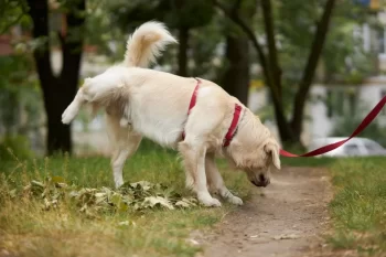 Značkování má mnohem širší význam, než si možná myslíme.