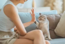 Kočky dávají najevo lásku mnoha způsoby.