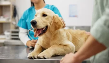 Moderní veterina zachraňuje životy našich chlupatých přátel.