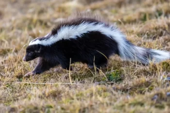 Skunk disponuje jednou z nejúčinnějších zbraní.