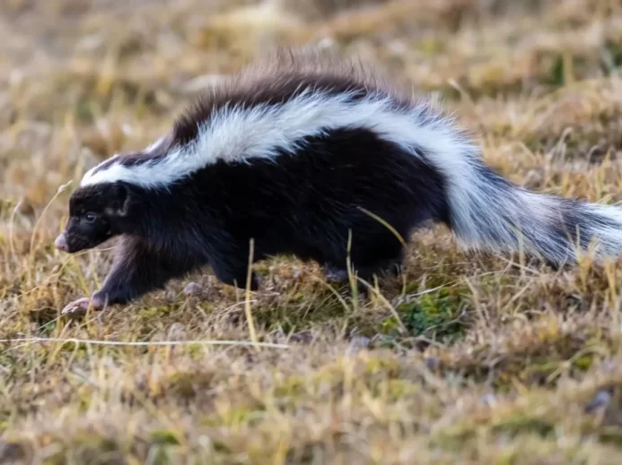 Skunk disponuje jednou z nejúčinnějších zbraní.
