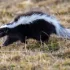 Skunk disponuje jednou z nejúčinnějších zbraní.