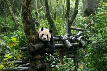 panda velká