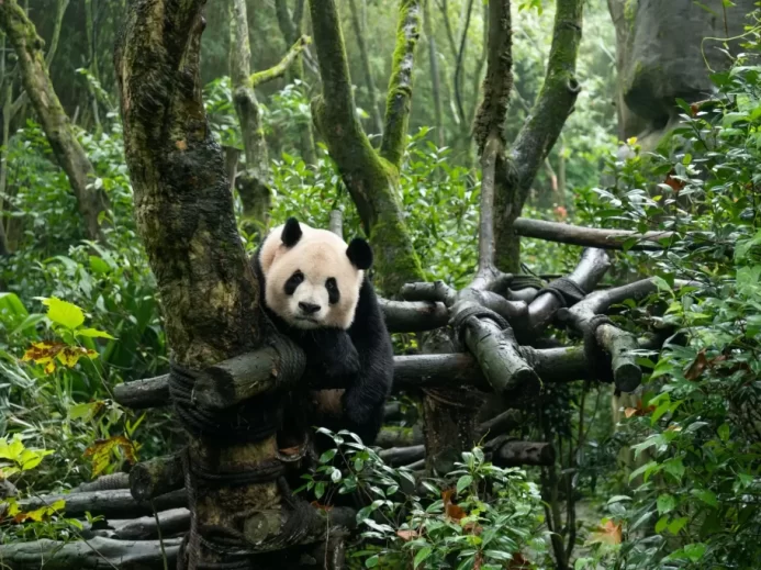 panda velká