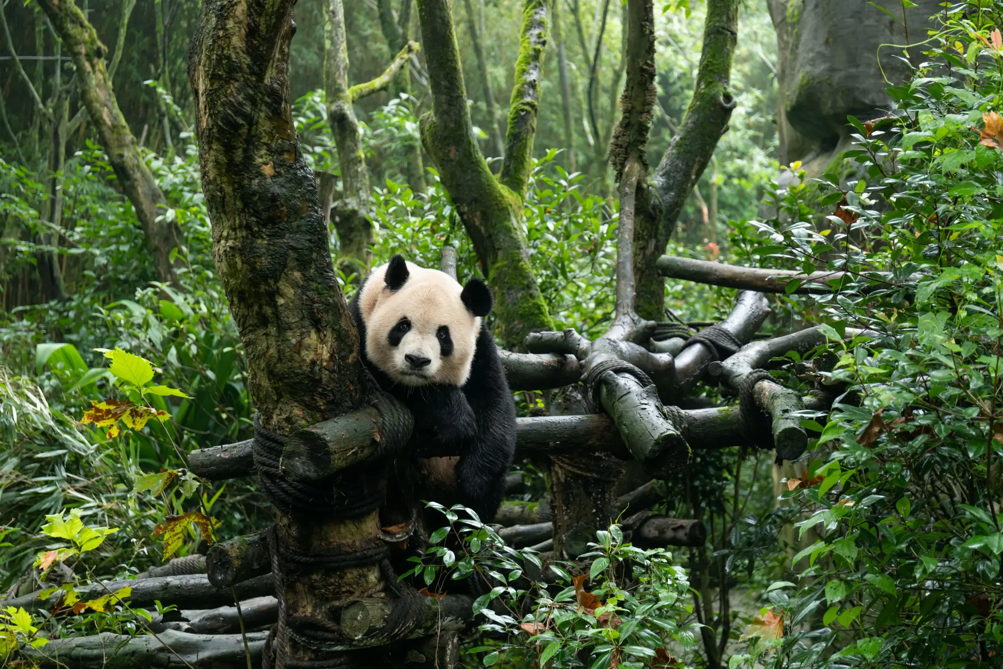 panda velká
