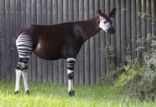 Tajemný živočich okapi