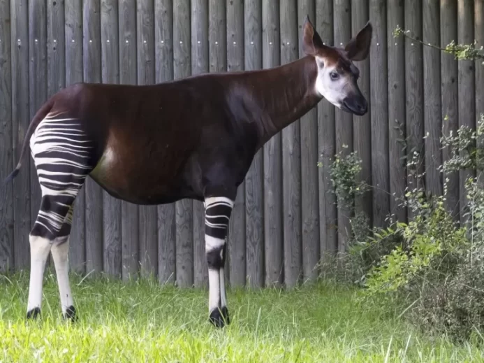 Tajemný živočich okapi