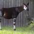 Tajemný živočich okapi