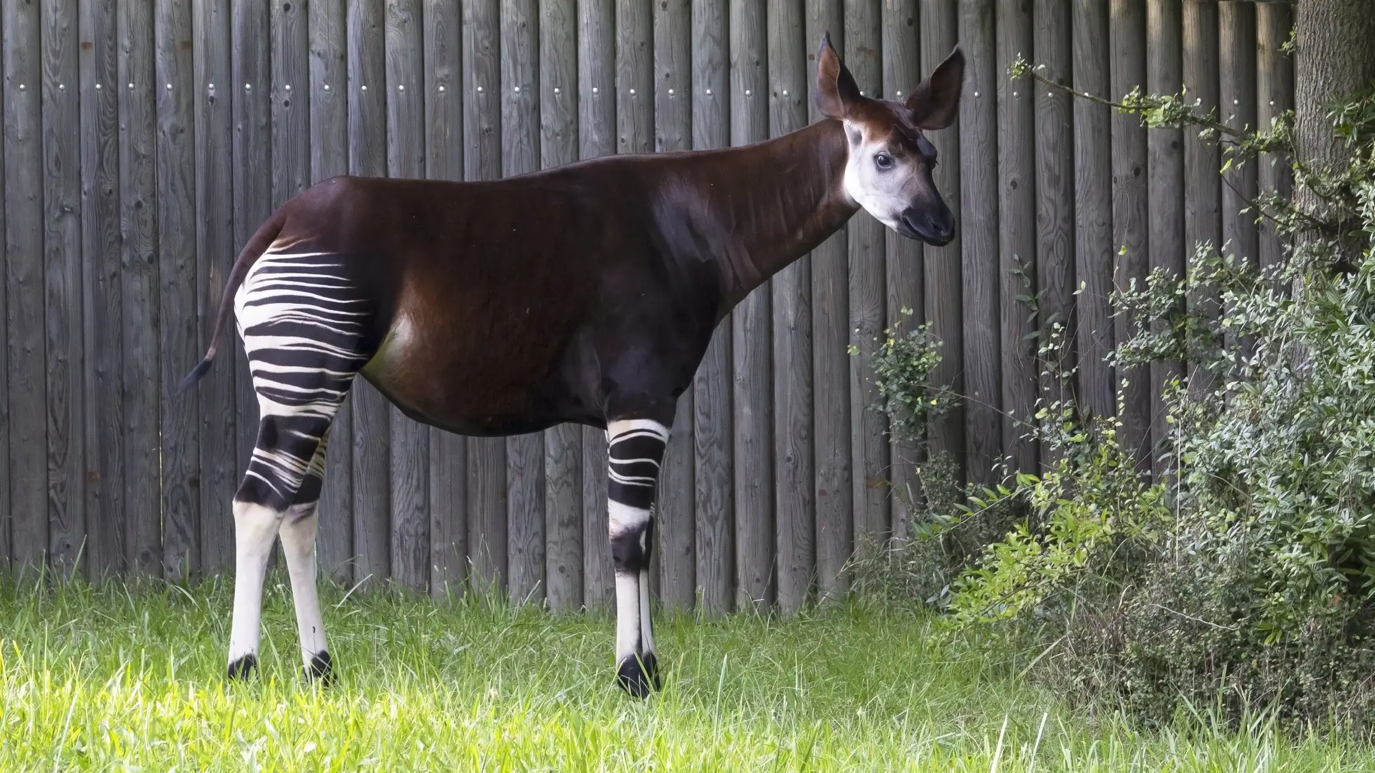 Tajemný živočich okapi