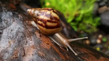 Hlemýžď patří mezi známé hermafroditi.