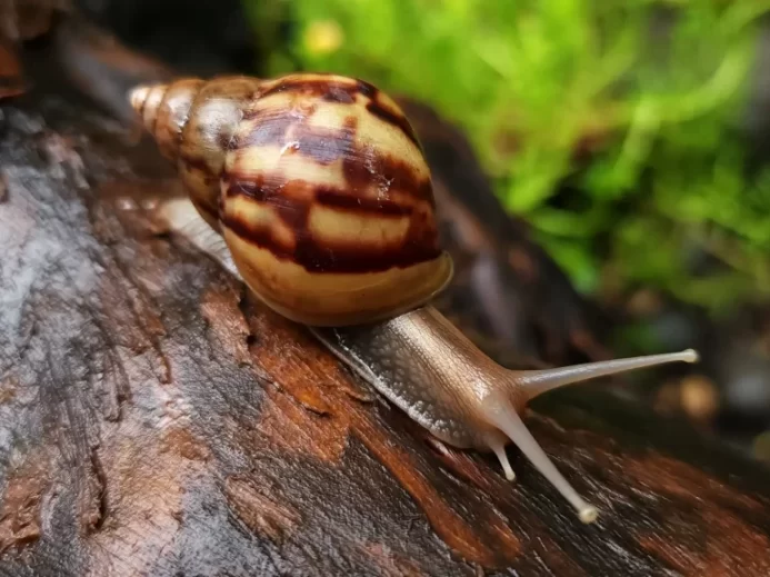 Hlemýžď patří mezi známé hermafroditi.