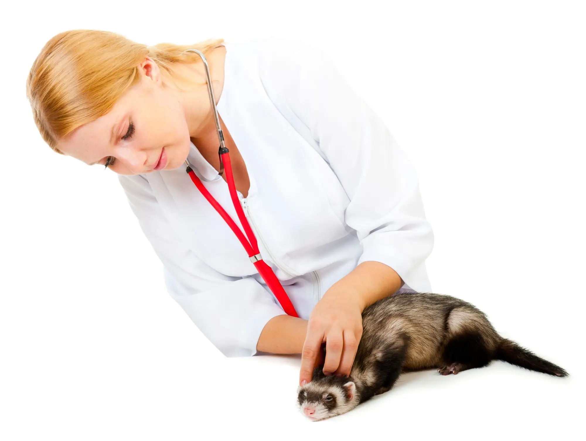 - NeposlušnéTlapky Fretka u veterináře