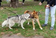 Dva velcí psi na vodítkách na sebe útočí