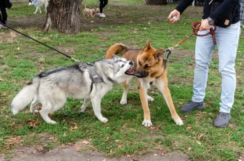 Dva velcí psi na vodítkách na sebe útočí