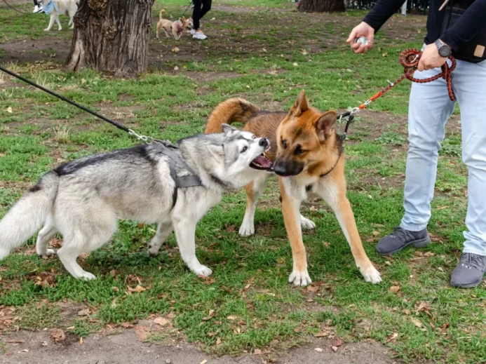 Dva velcí psi na vodítkách na sebe útočí