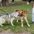 Dva velcí psi na vodítkách na sebe útočí