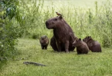 Kapybaří samice sedí s ptákem na hlavně, vedle ní tři mláďata