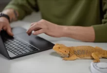 Agama sedí na stole a dívá se na to, jak muž pracuje na počítači