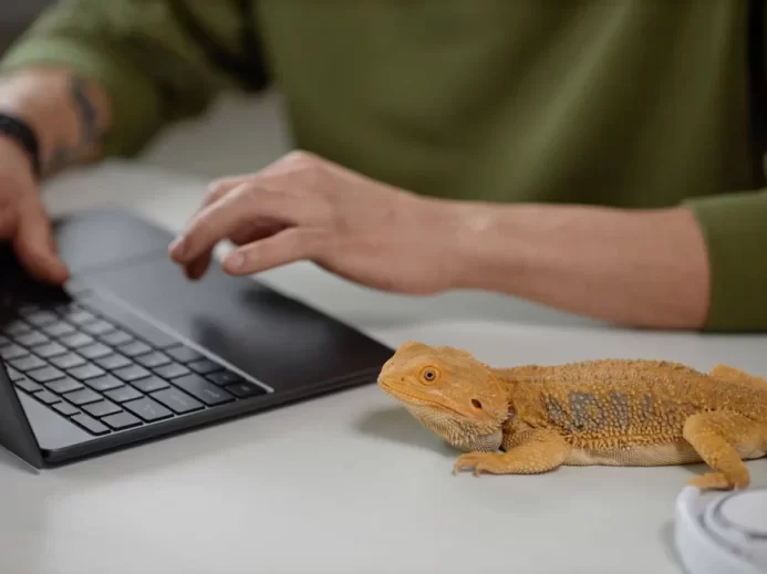 Agama sedí na stole a dívá se na to, jak muž pracuje na počítači