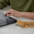 Agama sedí na stole a dívá se na to, jak muž pracuje na počítači