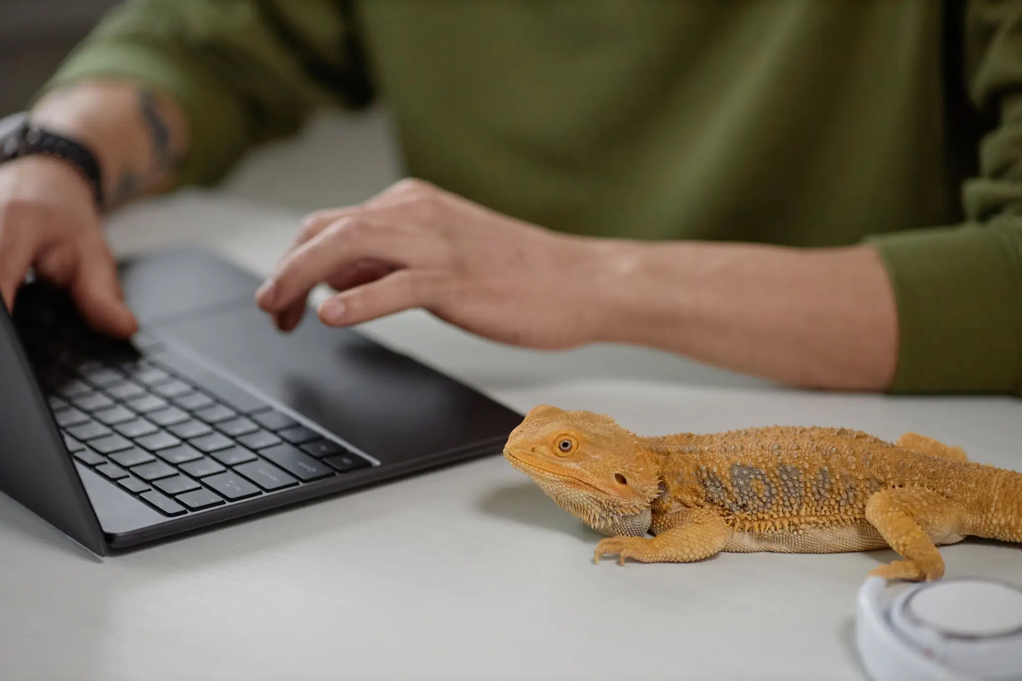 Agama sedí na stole a dívá se na to, jak muž pracuje na počítači