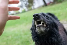 Pes se napřahuje po lidské ruce jakoby ji chtěl zakousnout