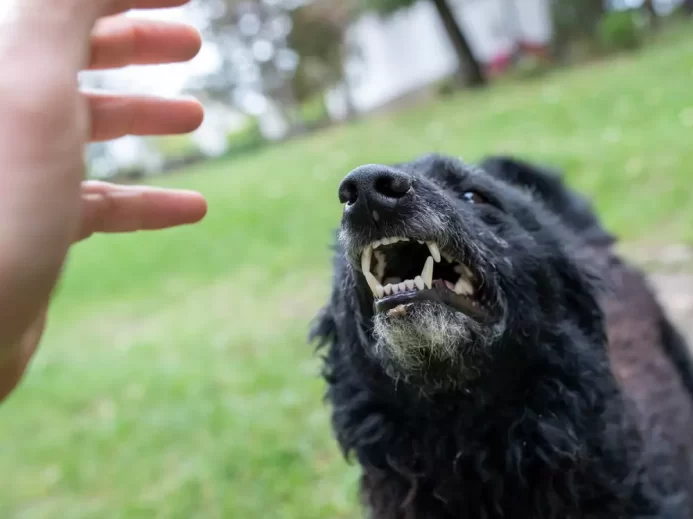 Pes se napřahuje po lidské ruce jakoby ji chtěl zakousnout