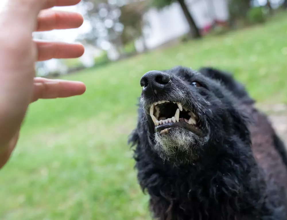 Pes se napřahuje po lidské ruce jakoby ji chtěl zakousnout