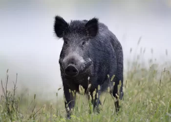 Divoké prase na poli