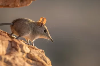 Bércoun