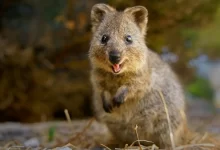 Quokka
