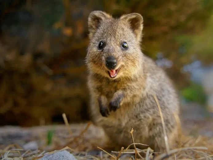 Quokka