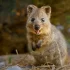 Quokka