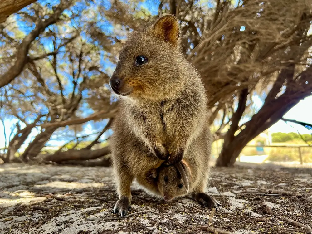 - NeposlušnéTlapky Quokka a mládě
