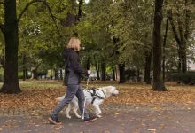 Paní se slepeckou hůlkou a psem