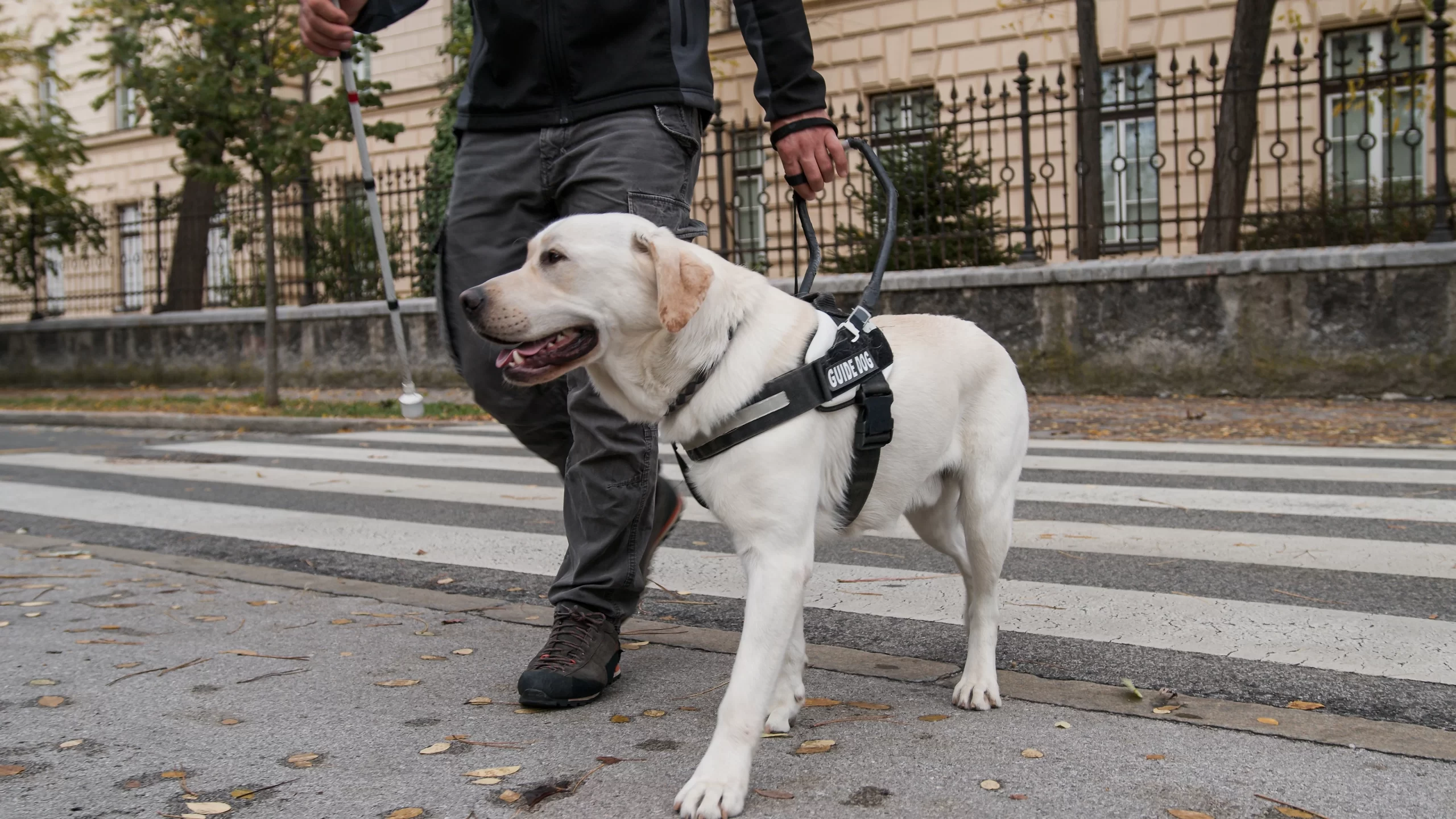 Na asistenčního psa se nesahá, zdroj: Shutterstock - NeposlušnéTlapky Asistenční pes
