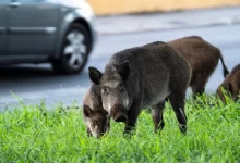 Divoká prasata u silnice